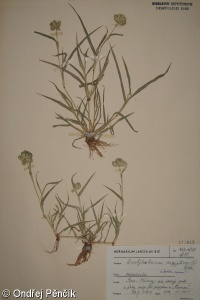 Dactyloctenium aegyptium – hřebenetka egyptská