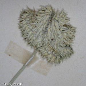 Dactyloctenium aegyptium – hřebenetka egyptská