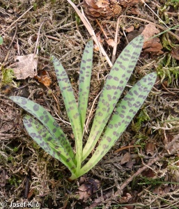 Dactylorhiza maculata agg. – okruh prstnatce plamatého
