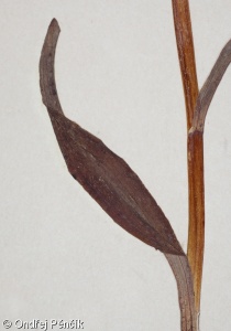 Dactylorhiza maculata – prstnatec plamatý