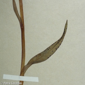 Dactylorhiza traunsteineri – prstnatec Traunsteinerův