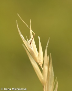 Danthonia alpina – trojzubec lesostepní