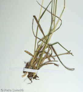 Danthonia alpina – trojzubec lesostepní