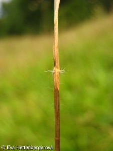 Danthonia decumbens – trojzubec poléhavý