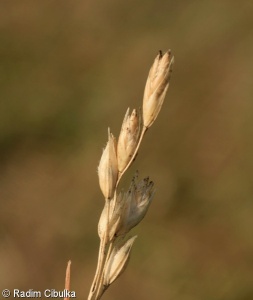 Danthonia decumbens – trojzubec poléhavý