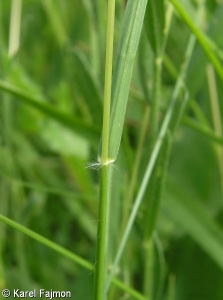 Danthonia ×breviaristata – trojzubec lesostepní × t. poléhavý