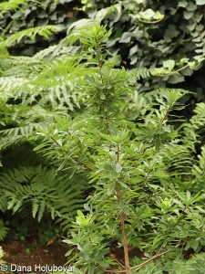 Daphne alpina subsp. scopoliana
