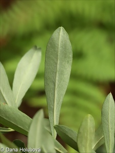 Daphne alpina subsp. scopoliana
