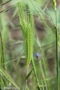 Dasypyrum villosum – kosmáč huňatý