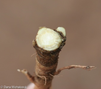 Daucus carota subsp. carota – mrkev obecná pravá