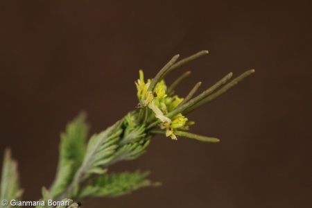 Descurainia sophia – úhorník mnohodílný