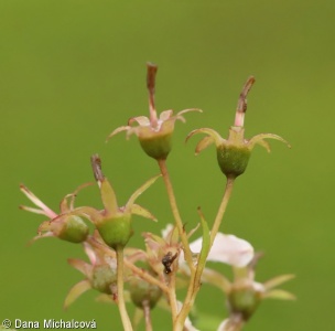 Deutzia gracilis – trojpuk štíhlý