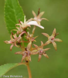Deutzia gracilis – trojpuk štíhlý