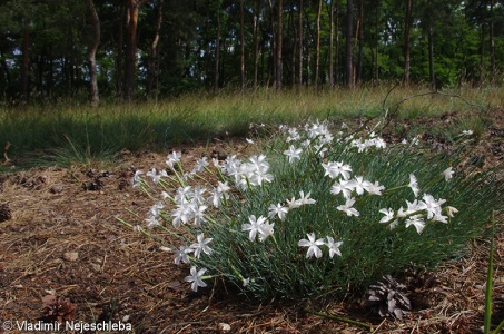 Dianthus arenarius – hvozdík písečný