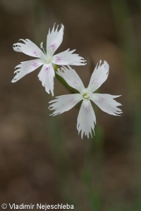 Dianthus arenarius subsp. bohemicus – hvozdík písečný český