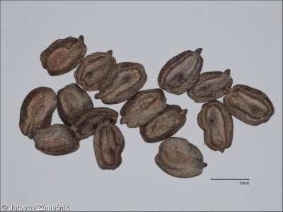 Dianthus armeria – hvozdík svazčitý