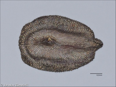 Dianthus armeria – hvozdík svazčitý