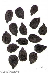 Dianthus armeria – hvozdík svazčitý