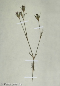 Dianthus armeria – hvozdík svazčitý
