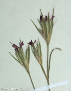 Dianthus armeria – hvozdík svazčitý