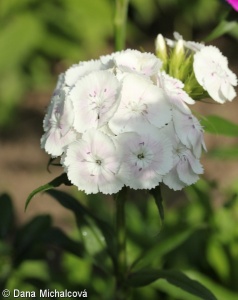 Dianthus barbatus – hvozdík vousatý