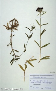 Dianthus barbatus subsp. barbatus – hvozdík vousatý pravý