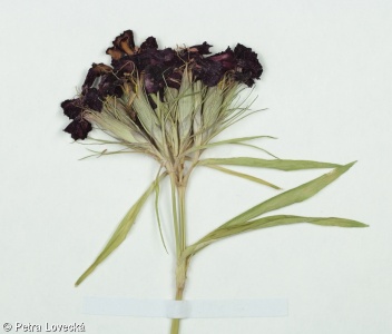 Dianthus barbatus – hvozdík vousatý