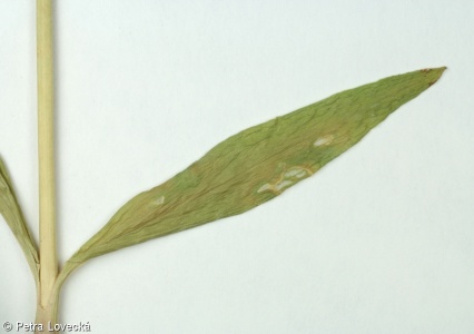 Dianthus barbatus subsp. barbatus – hvozdík vousatý pravý