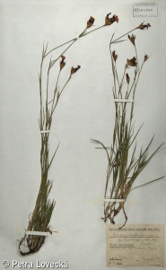 Dianthus carthusianorum subsp. latifolius – hvozdík kartouzek širolistý