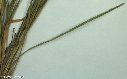 Dianthus carthusianorum agg. – okruh hvozdíku kartouzku