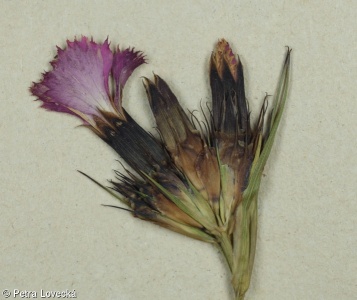 Dianthus carthusianorum subsp. latifolius – hvozdík kartouzek širolistý