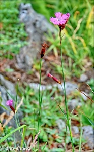Dianthus carthusianorum – hvozdík kartouzek