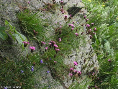 Dianthus carthusianorum agg. – okruh hvozdíku kartouzku