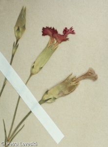 Dianthus caryophyllus – hvozdík zahradní, karafiát