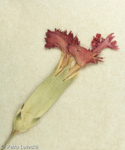 Dianthus caryophyllus – hvozdík zahradní, karafiát