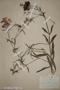 Dianthus chinensis – hvozdík čínský