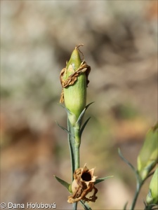 Dianthus chinensis – hvozdík čínský