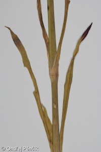Dianthus chinensis