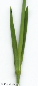Dianthus deltoides