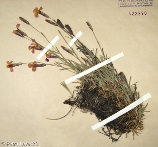 Dianthus gratianopolitanus – hvozdík sivý