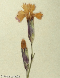 Dianthus gratianopolitanus