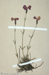 Dianthus gratianopolitanus – hvozdík sivý