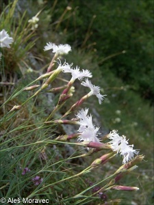 Dianthus lumnitzeri – hvozdík Lumnitzerův
