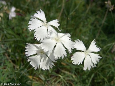 Dianthus lumnitzeri – hvozdík Lumnitzerův
