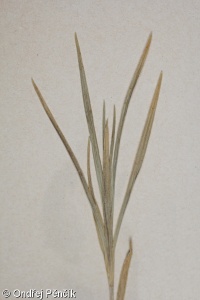Dianthus moravicus – hvozdík moravský