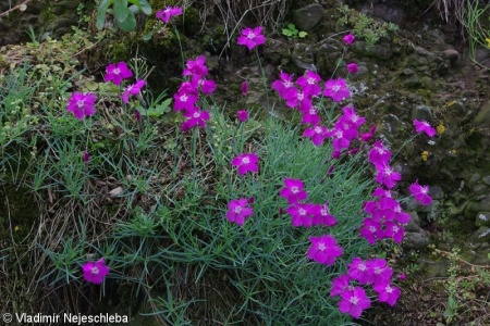 Dianthus moravicus – hvozdík moravský