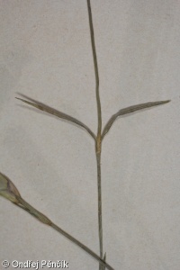 Dianthus moravicus – hvozdík moravský