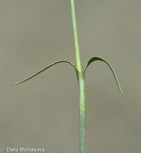 Dianthus pontederae