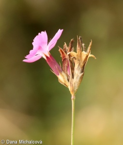 Dianthus pontederae – hvozdík Pontederův