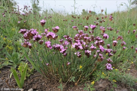 Dianthus pontederae – hvozdík Pontederův